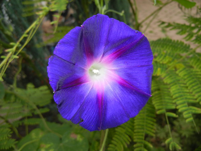 Morning Glory_Ipomoea (2014, Sep.06)