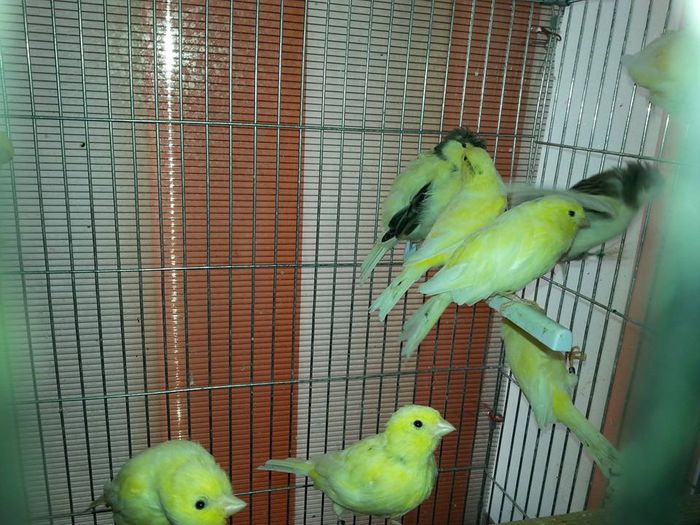 10420168_1496147347291939_387824199491685407_n - Canari glosteri si malinois 2014