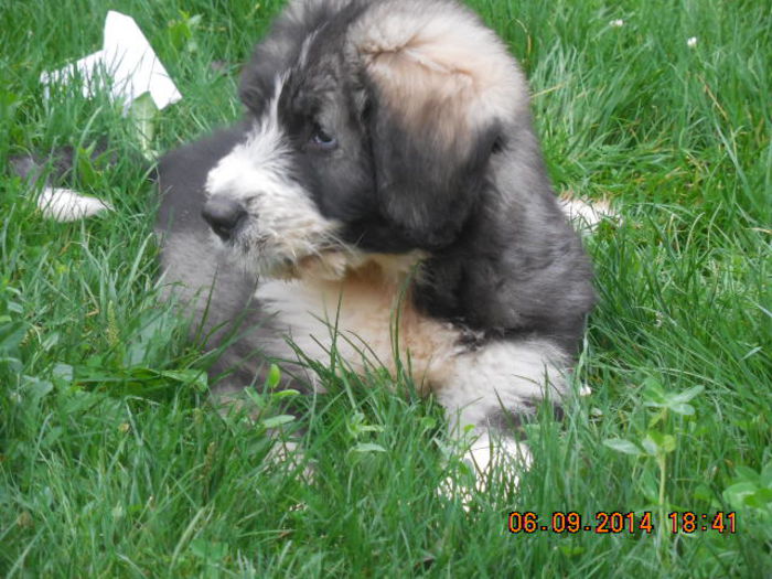 DSCN1925 - Ciobanesc romanesc mioritic