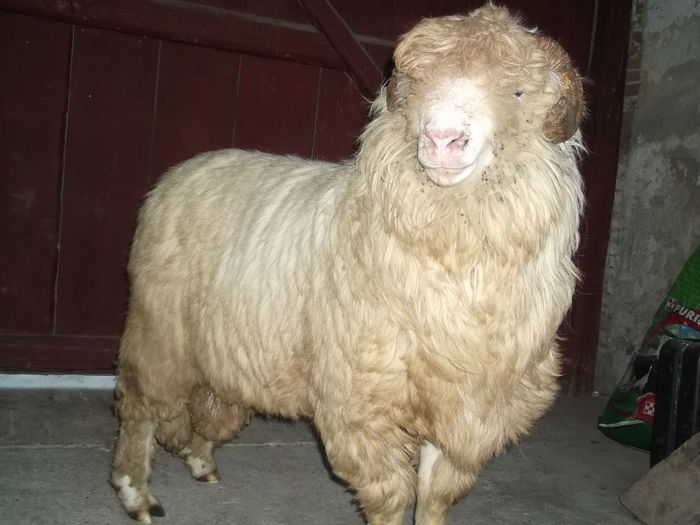 video 127 - Berbeci 2o14-2015