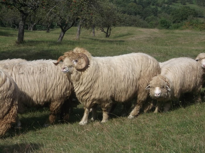 video 085 - Berbeci 2o14-2015