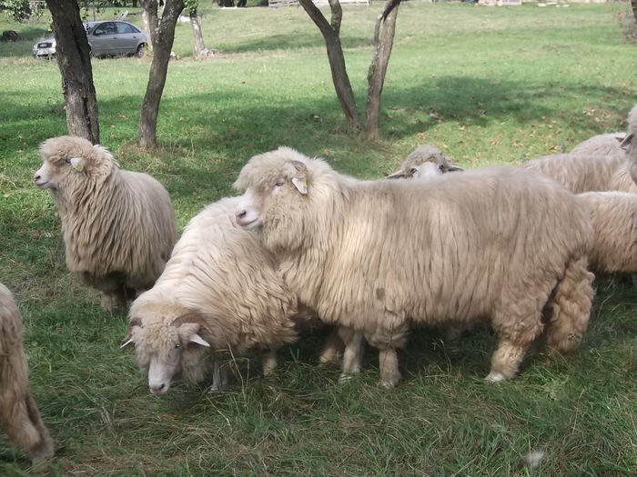 video 063 - Balele anoastre
