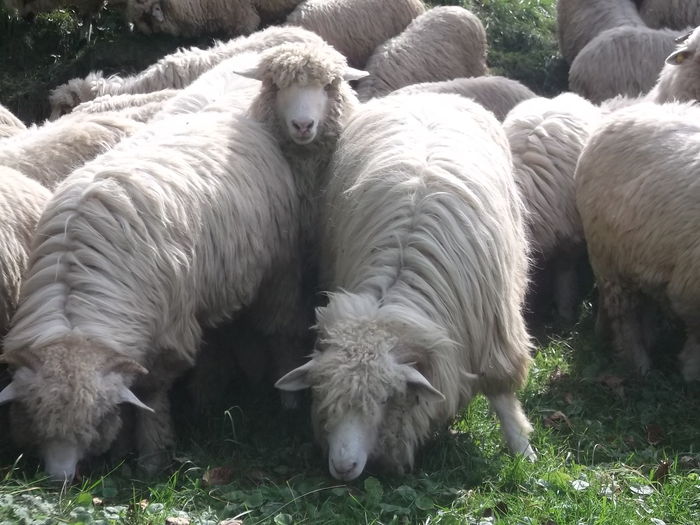 video 070 - Balele anoastre