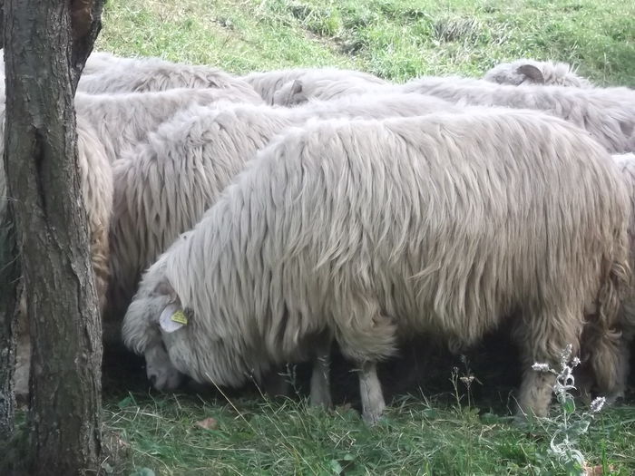 video 077 - Balele anoastre