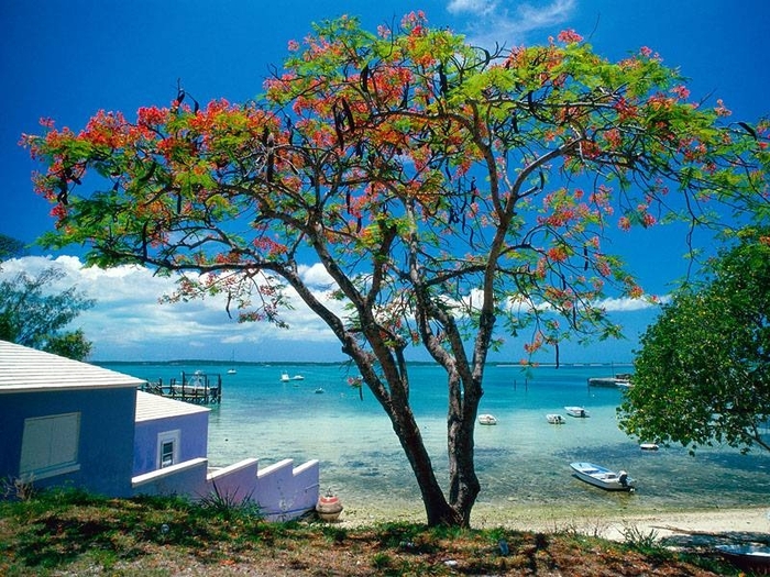 Tropical Escape, Bahamas - Peisaje