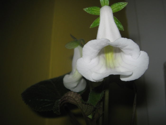 Picture My plants 1128 - Achizitii noi- 2014