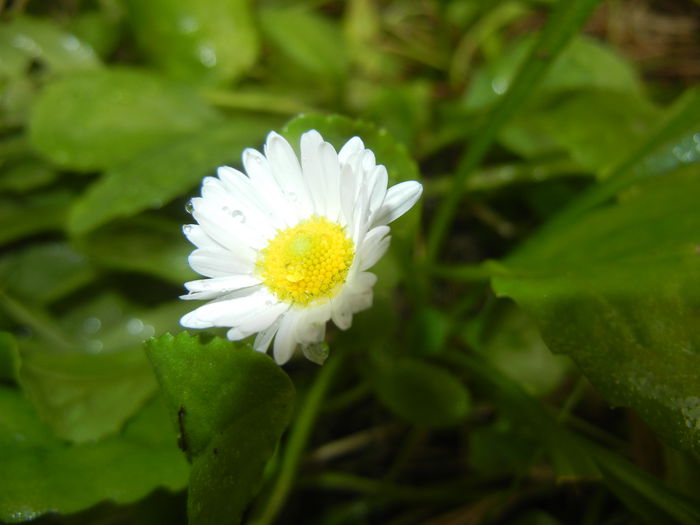 Bellis perennis (2014, Sep.07) - BELLIS Perennis