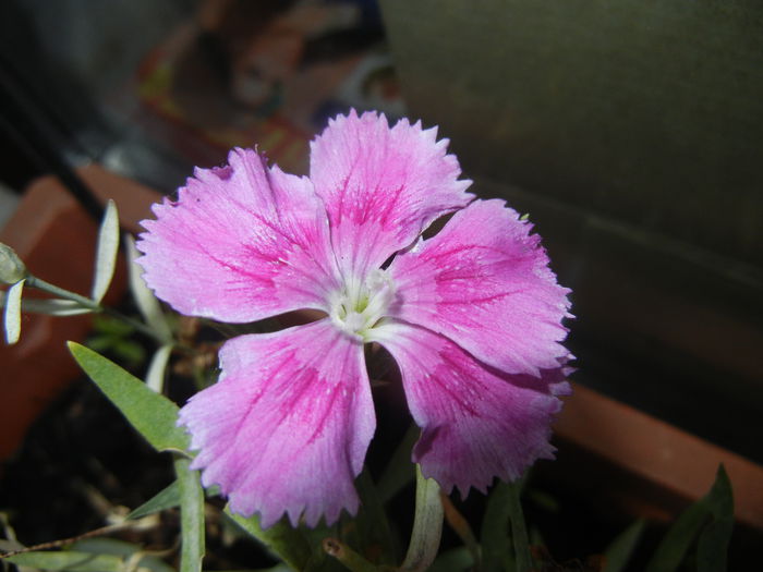 Pink Dianthus (2014, Sep.05) - DIANTHUS_Garoafe Garofite