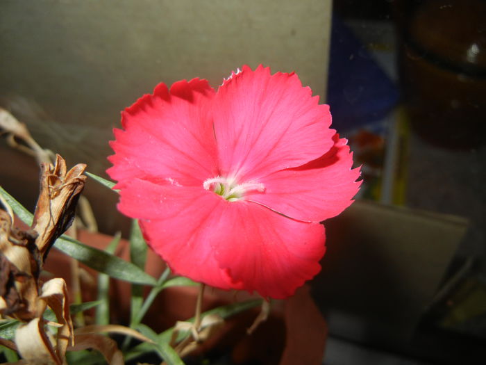Red Dianthus (2014, Sep.05) - DIANTHUS_Garoafe Garofite