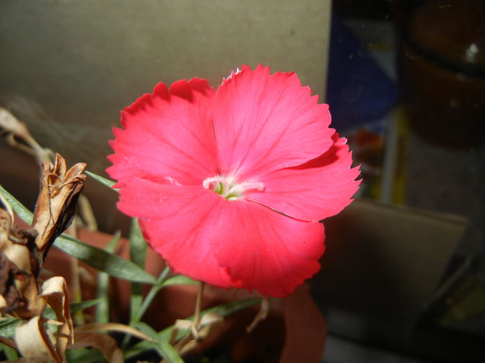 Red Dianthus (2014, Sep.05)