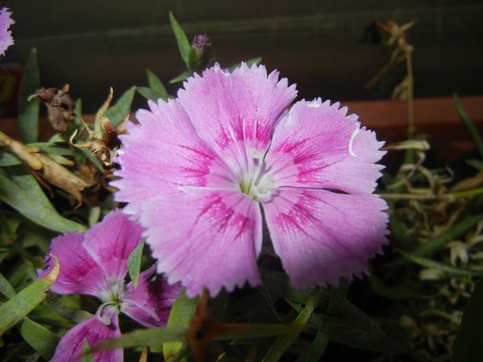 Pink Dianthus (2014, Sep.05) - DIANTHUS_Garoafe Garofite