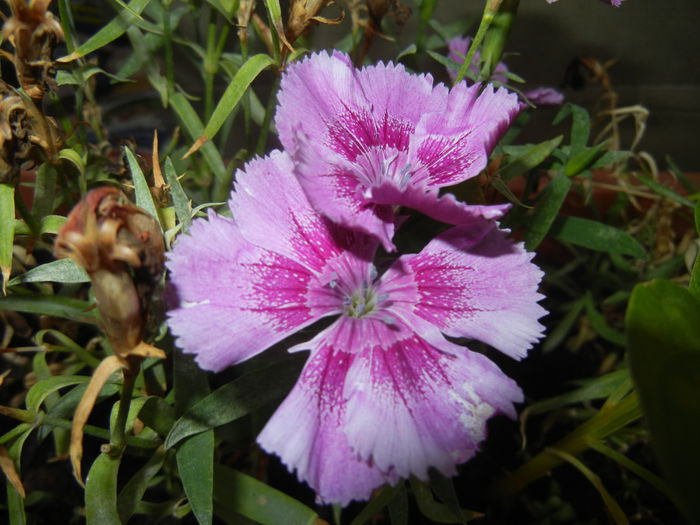 Pink Dianthus (2014, Sep.05) - DIANTHUS_Garoafe Garofite