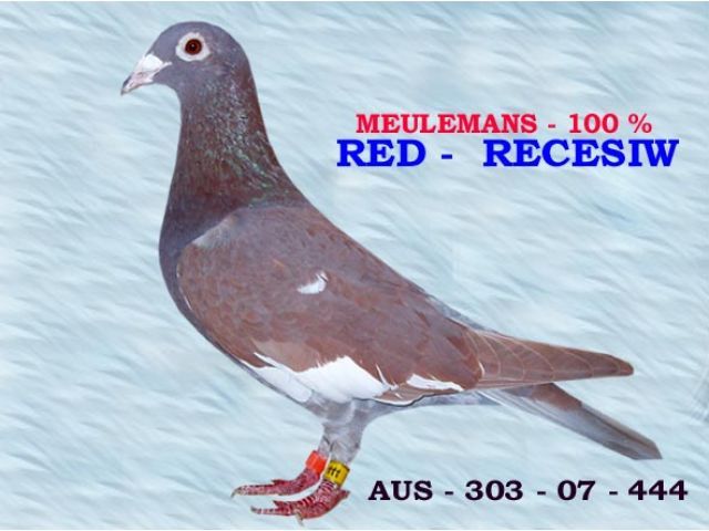 pigeons-karel meulemans-arendonk-BELGIA - meulemans karel -damen linda-arendonk-belgia