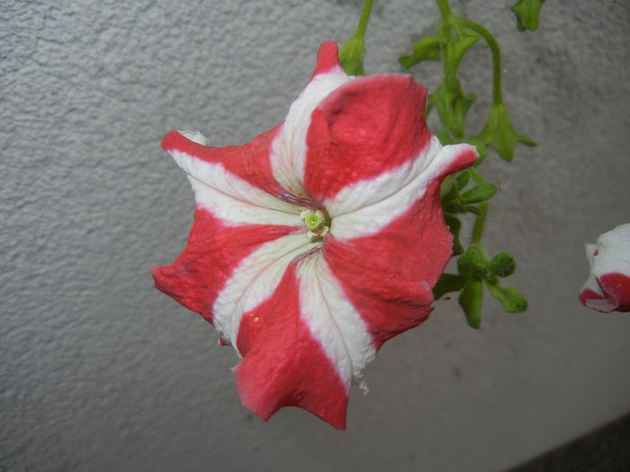 Petunia (2014, September 07) - PETUNIA Simple