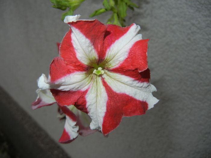 Petunia (2014, September 07) - PETUNIA Simple