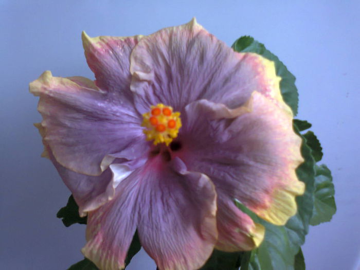  - A-Flori 2014