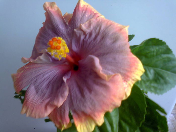  - A-Flori 2014