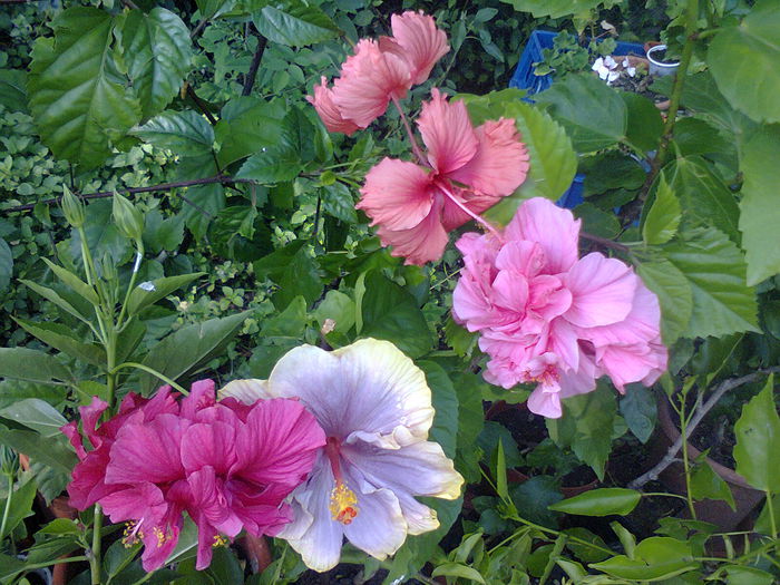  - A-Flori 2014