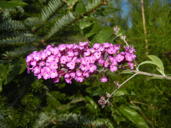 Buddleja Border Beauty (2014, Aug.31) - Buddleja Border Beauty