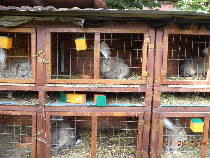 Masculi frumosi-Brugger Sandor