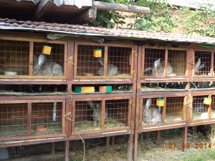 Masculii lui Brugger Sandor-1