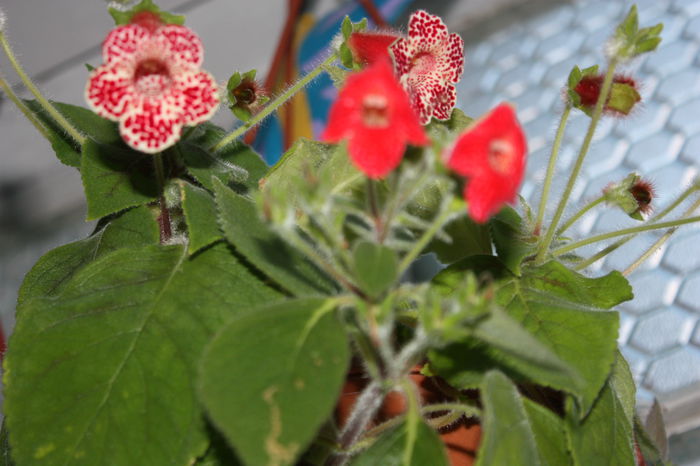 IMG_3269 - 2014 septembrie