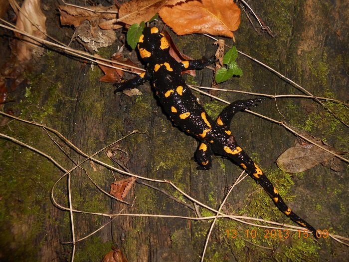 salamandra (2) - O altă pasiune - fotografia