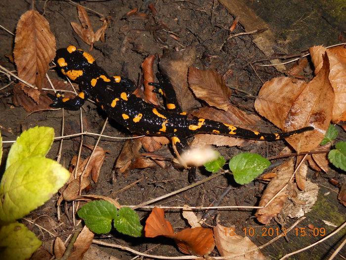 salamandra (3) - O altă pasiune - fotografia