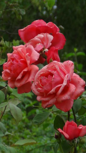 DSC03964 - i-trandafiri2014-2