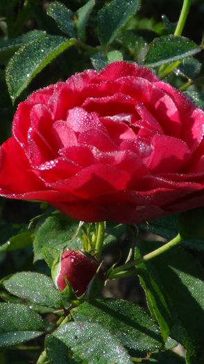 DSC04164 - i-trandafiri2014-2