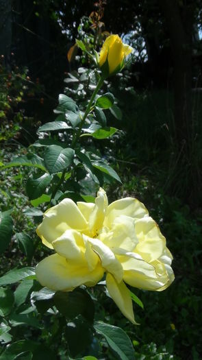 DSC04167