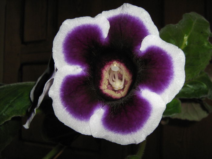  - Gloxini septembrie