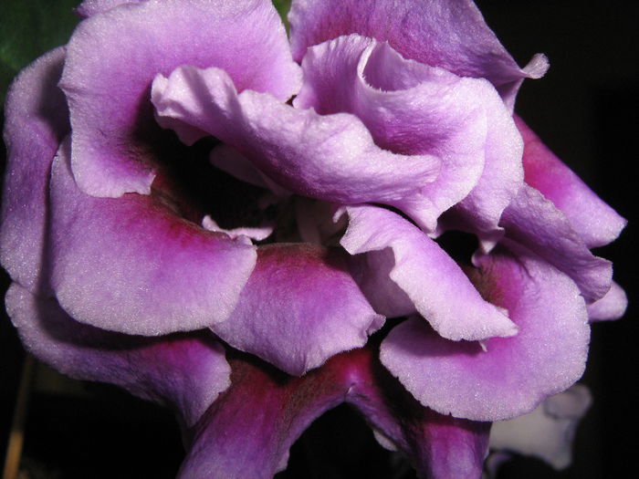  - Gloxini septembrie