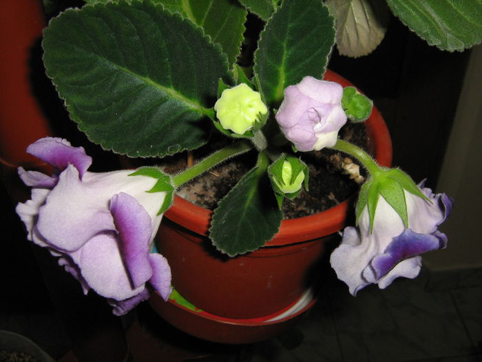  - Gloxini septembrie