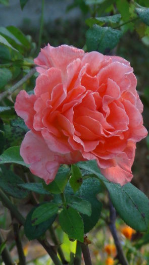 DSC04249 - i-trandafiri2014-2