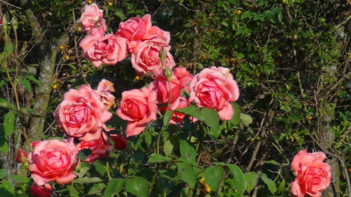 DSC04263 - i-trandafiri2014-2