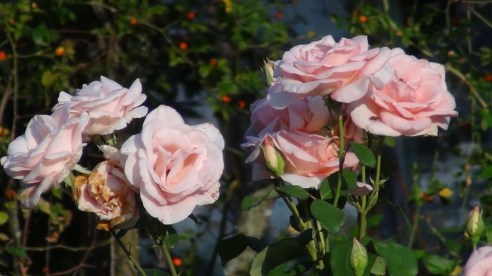 DSC04265 - i-trandafiri2014-2