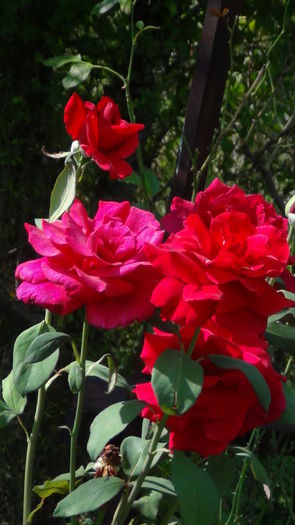 DSC04283