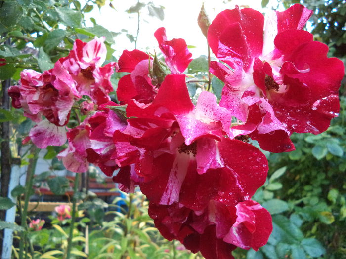 FOURTH OF JULY - Trandafiri 2014