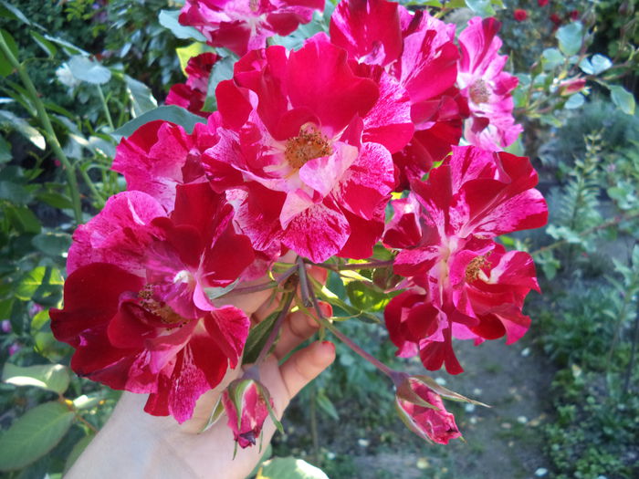 FOURTH OF JULY - Trandafiri 2014