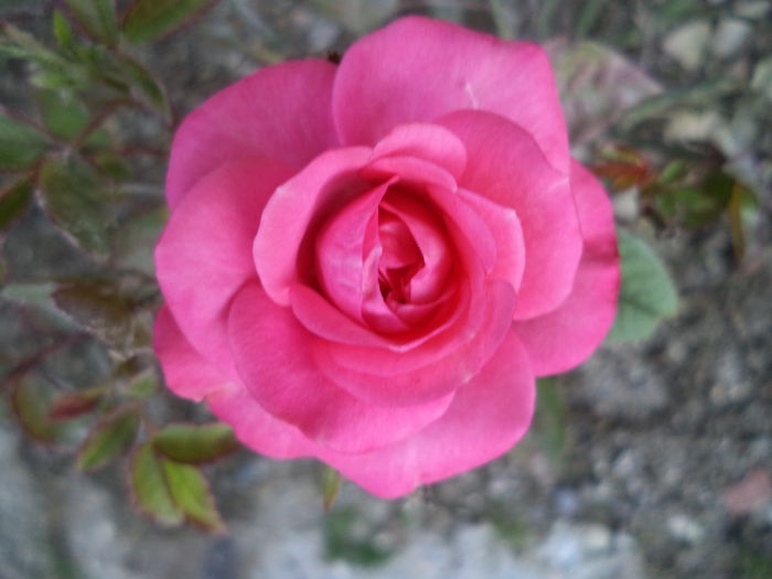 mini - Trandafiri 2014