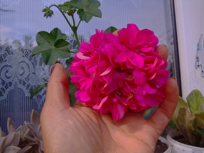 prima floare