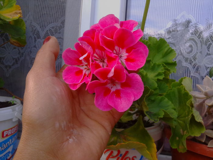 prima floare - florile mele 2014