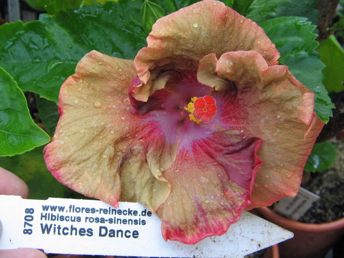 IMG_1166 - Hibiscus 2