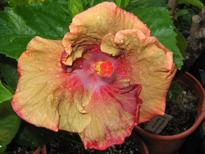 IMG_1167 - Hibiscus 2