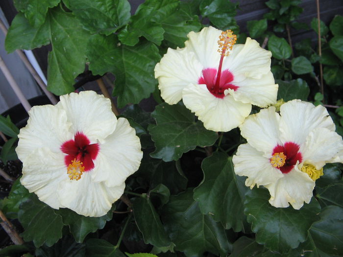 IMG_1168 - Hibiscus 2