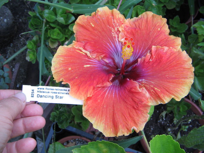 IMG_1175 - Hibiscus 2