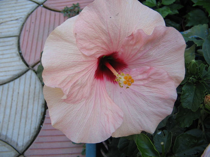 IMG_1176 - Hibiscus 2