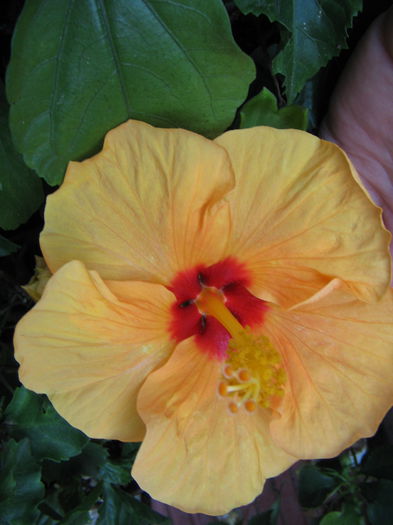 IMG_1177 - Hibiscus 2