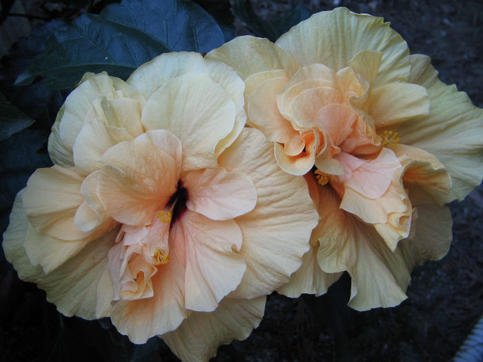 IMG_1178 - Hibiscus 2